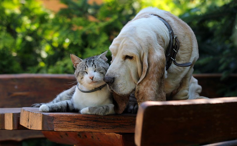 Basset hound dog and kitten friends